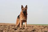 BERGER ALLEMAND 1348